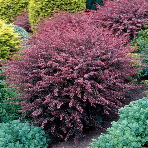 rose glow barberry shrub photos